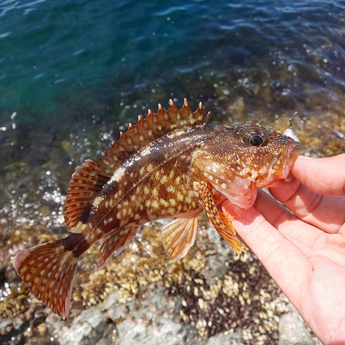 ガシラの釣果