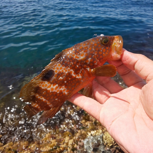 アコウの釣果