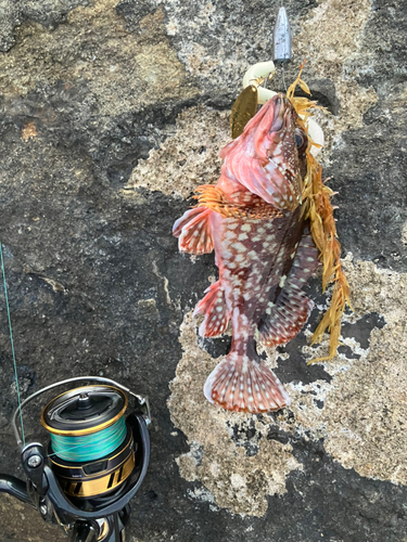 カサゴの釣果