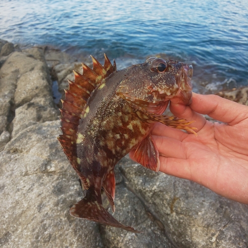 ガシラの釣果