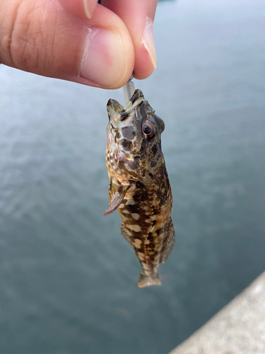 ハゼの釣果