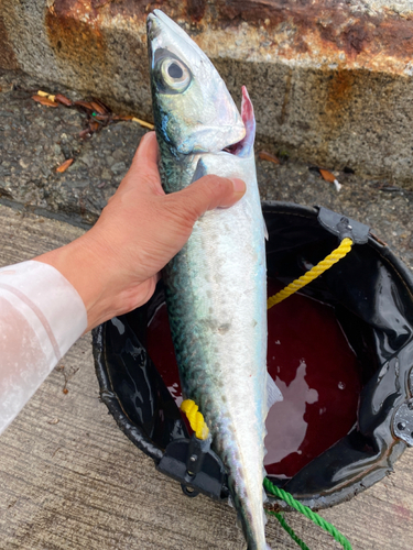 サバの釣果