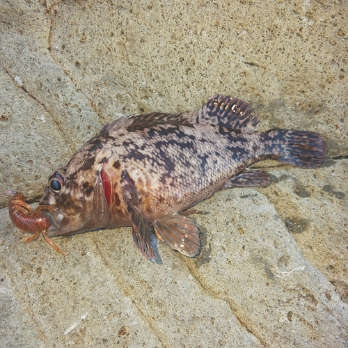 ムラソイの釣果