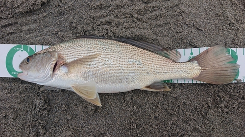 ニベの釣果