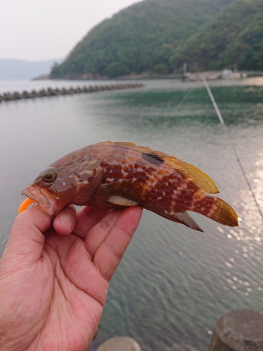 キジハタの釣果