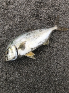 ショゴの釣果