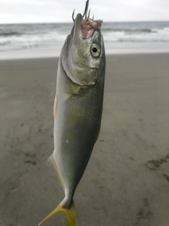 ワカシの釣果