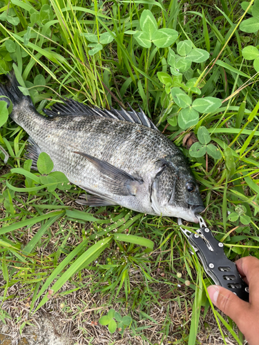 クロダイの釣果