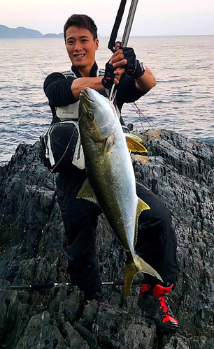 ヒラマサの釣果