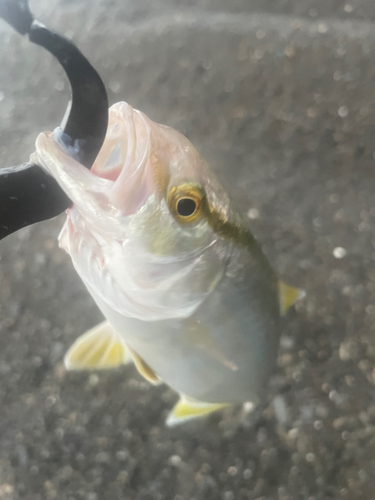 ショゴの釣果