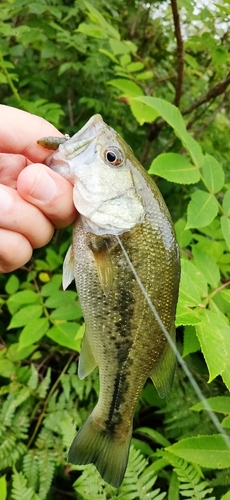 ブラックバスの釣果