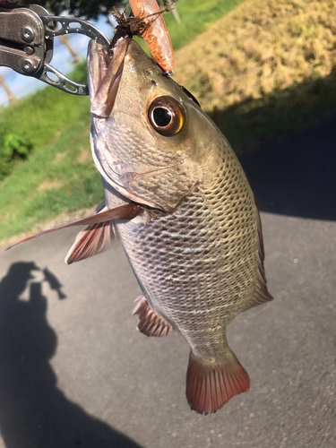 鹿児島県で釣れたゴマフエダイの釣り・釣果情報 - アングラーズ