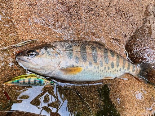 ヤマメの釣果