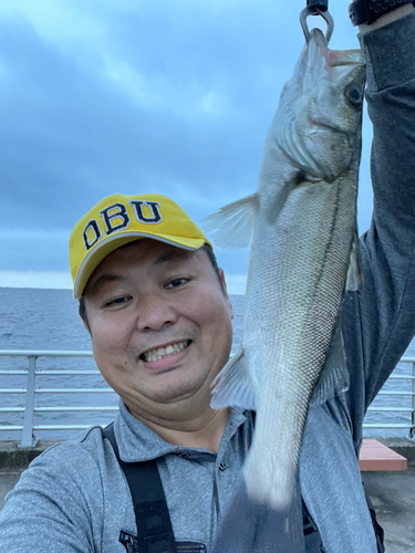 フッコ（マルスズキ）の釣果