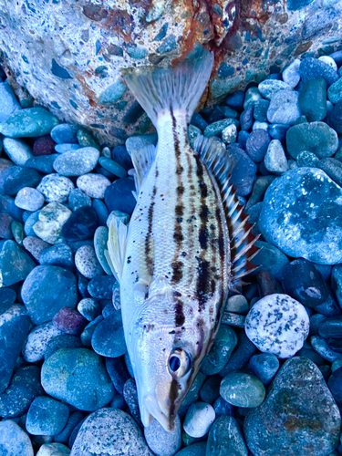 ワカシの釣果