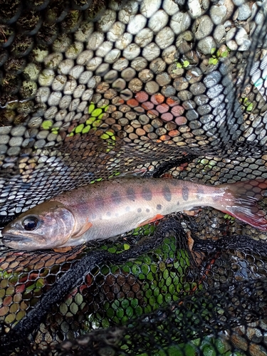 ヤマメの釣果