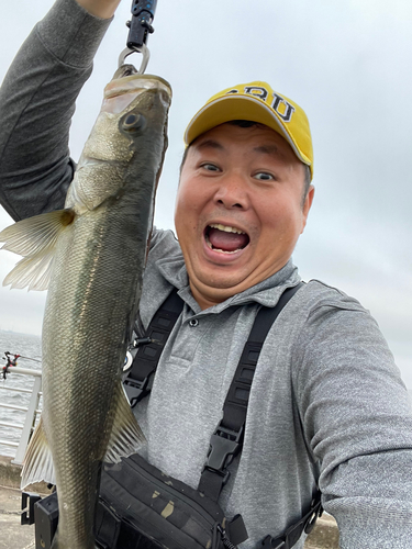 フッコ（マルスズキ）の釣果