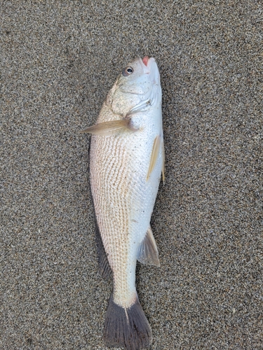 ブリの釣果