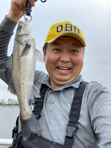 フッコ（マルスズキ）の釣果