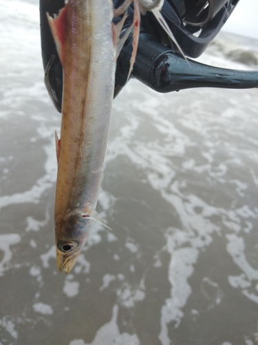 カマスの釣果