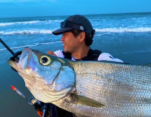 ヒラスズキの釣果