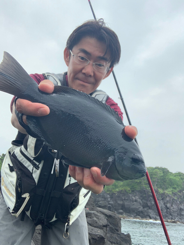 メジナの釣果