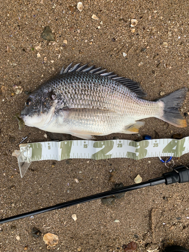 キビレの釣果