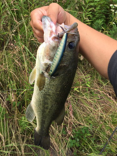 ラージマウスバスの釣果