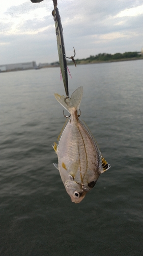 ヒイラギの釣果