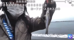 シロギスの釣果