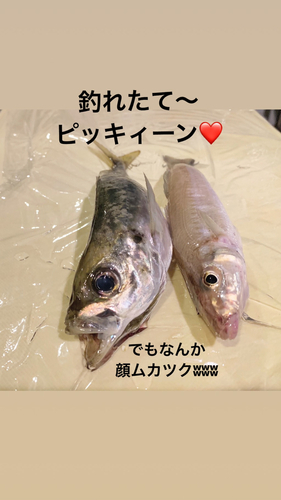 キスの釣果