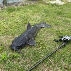 アメリカナマズの釣果