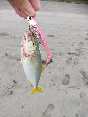 ショゴの釣果