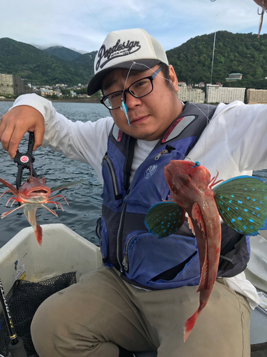 ホウボウの釣果