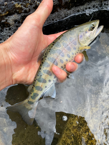 ヤマメの釣果