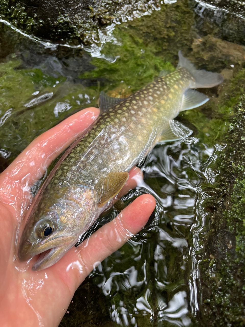 イワナ