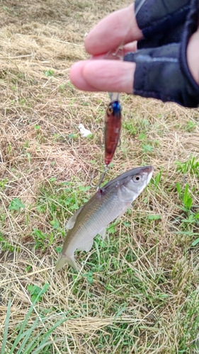 ハスの釣果