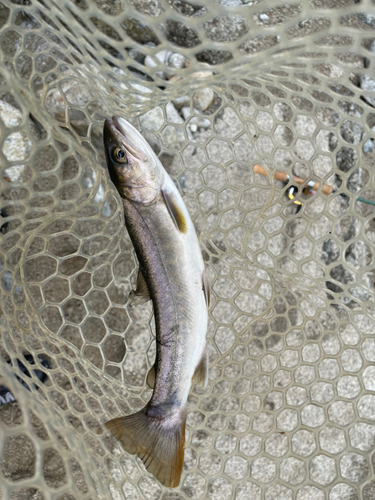 イワナの釣果