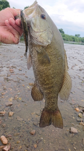 スモールマウスバスの釣果