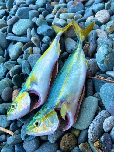 ワカシの釣果