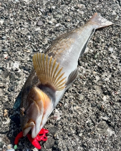 アブラコの釣果