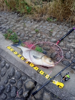 ハクレンの釣果