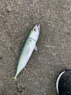 サバの釣果