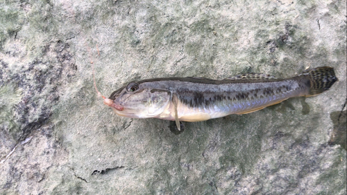 マハゼの釣果