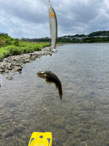 チチブの釣果