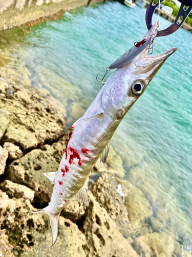 オニカマスの釣果