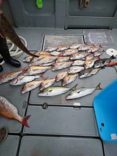 マダイの釣果