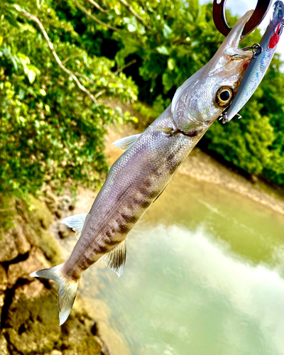 オニカマスの釣果