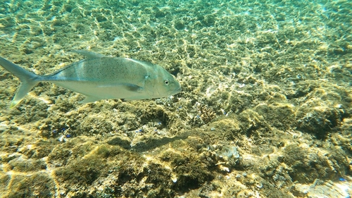 GTの釣果