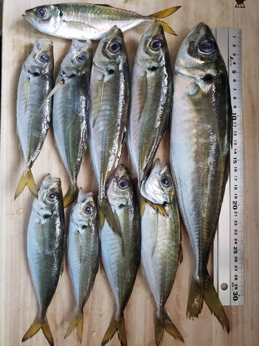 アジの釣果